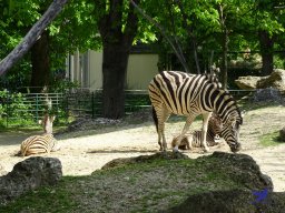 Tiergarten Schönbrunn am 11.April 2024